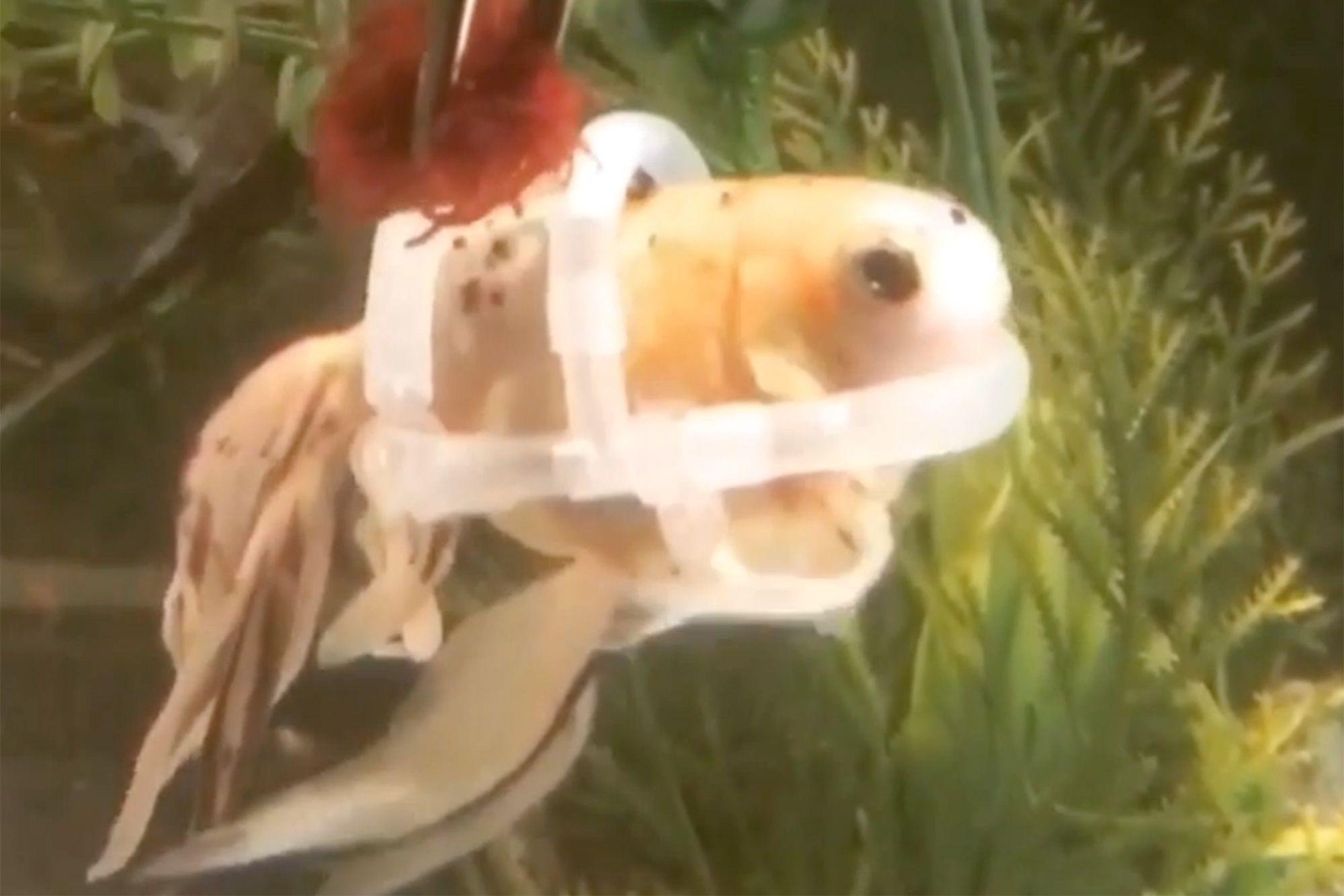 Goldfish Named Jeffery